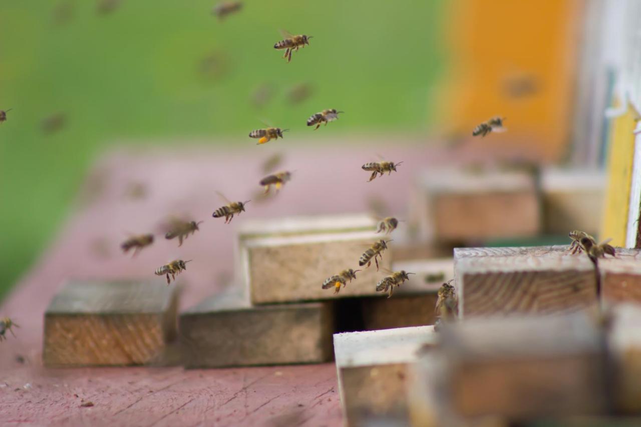 Отель Bee House Maya Rob Экстерьер фото